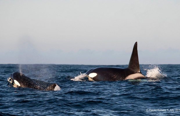 Orcas