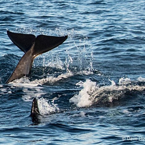 Thrilling orca sighting off the KZN South Coas