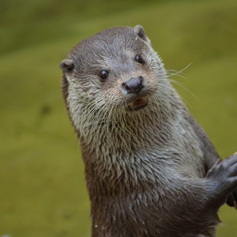 Stop being offended by the success of Otters. Vusi Thembekwayo goes viral for a whoopsie tweet.