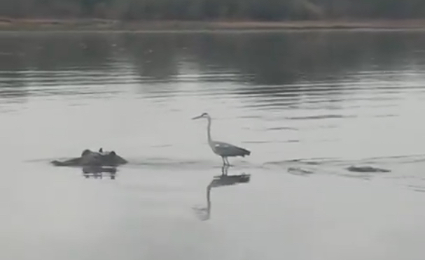 A bird hitching a ride on a hippo is the best thing you'll see today