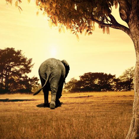 amarula elephant