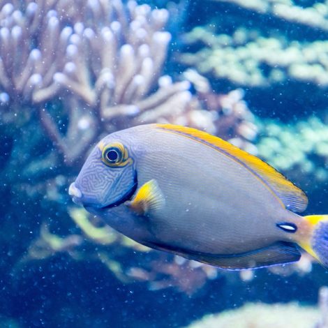Two Oceans Aquarium