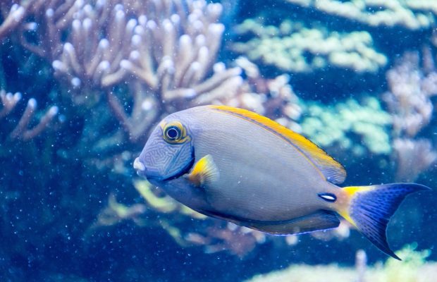 Two Oceans Aquarium