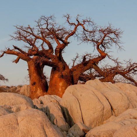 baobab