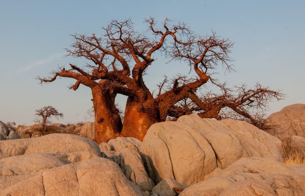 baobab