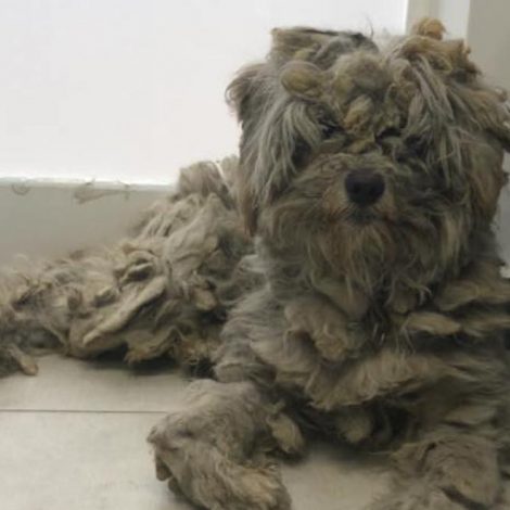 wildfire oven dog