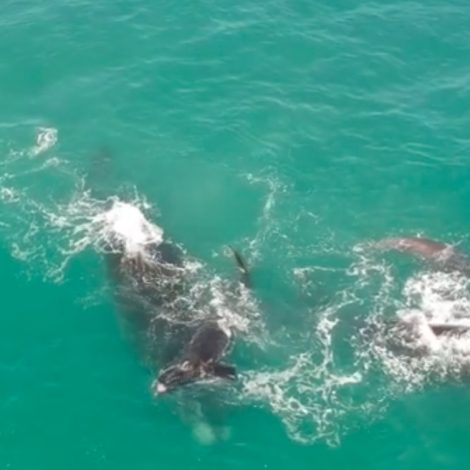 whales