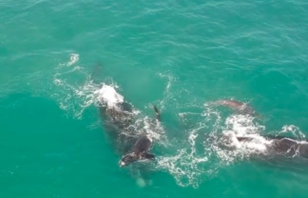 whales