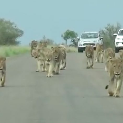 largest pride