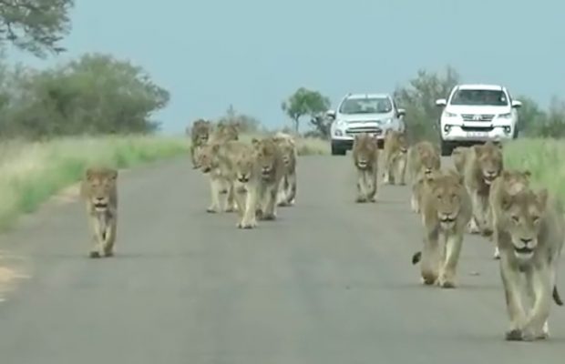 largest pride