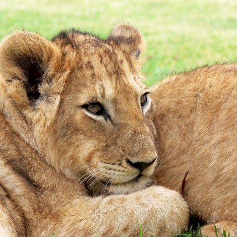 Lion Cubs - Wildlife Parliament to investigate South Africa’s captive lion breeding industry