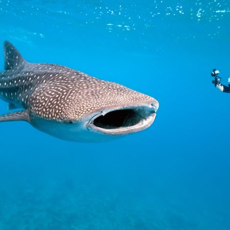Getting to know Earth's largest fish (who also live off the coast of Africa) Whale Shark