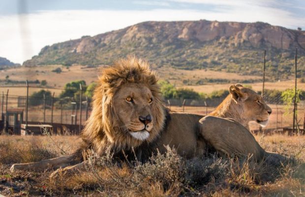 A happy ending: 2 South African Lions rescued after veld fire swept through their enclosures