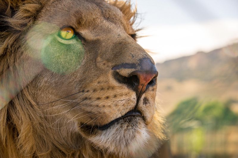 A happy ending! 2 South African Lions rescued after veld fire swept through their enclosures 2