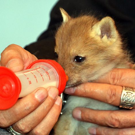 black-backed jackal pups