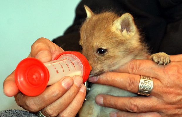 black-backed jackal pups