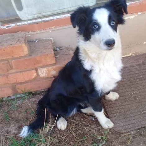 border collie