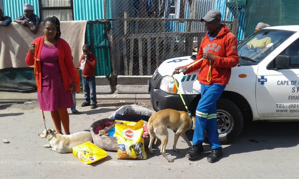 South African dogs in a wheelbarrow start amazing conversation!