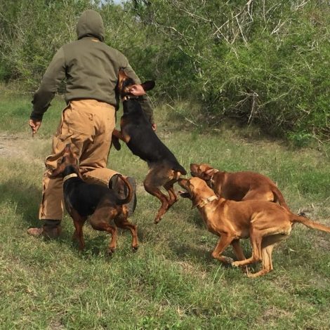 Hunting the hunted: USA pack dogs taking on poachers in SA.