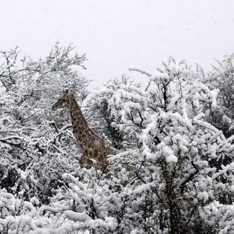 snow