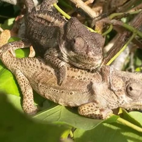 chameleon
