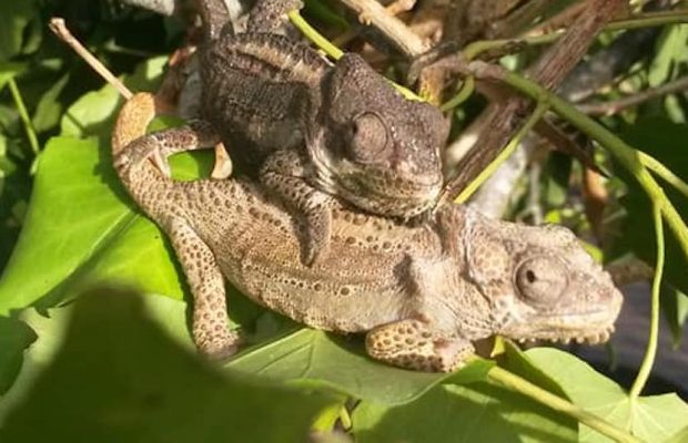 chameleon