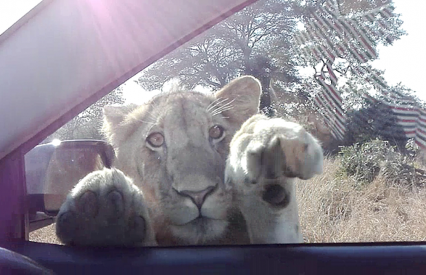 male lion