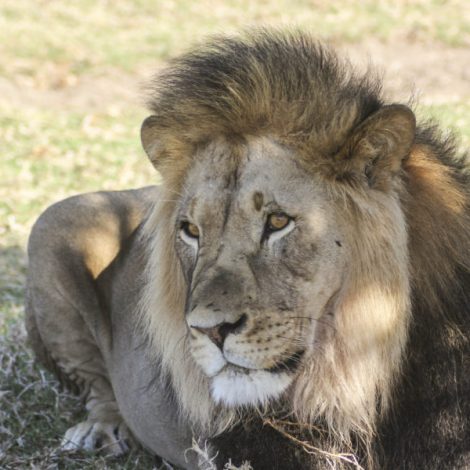 Sylvester the lion, who rose to fame after escaping twice and after walking more than 370km outside of the Karoo National Park has become a proud dad!