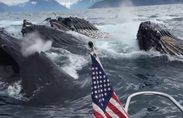 Once in a lifetime: Seagull spotting leads to the most incredible Whale sighting!