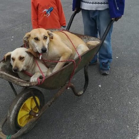 South African dogs in a wheelbarrow start amazing conversation!
