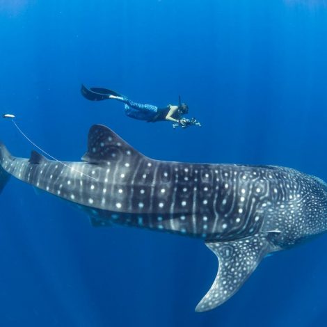 First time ever: Scientists perform underwater ultrasound on adult Whale Sharks, Earths largest fish!