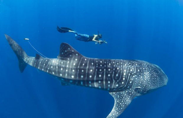 First time ever: Scientists perform underwater ultrasound on adult Whale Sharks, Earths largest fish!