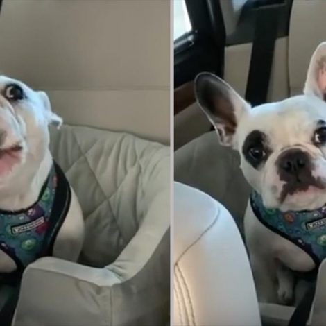 This argument between a mom and pup is the funniest thing you will see today!