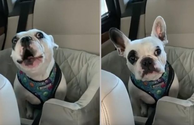 This argument between a mom and pup is the funniest thing you will see today!