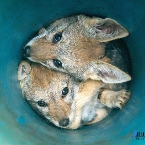 Jackal pups