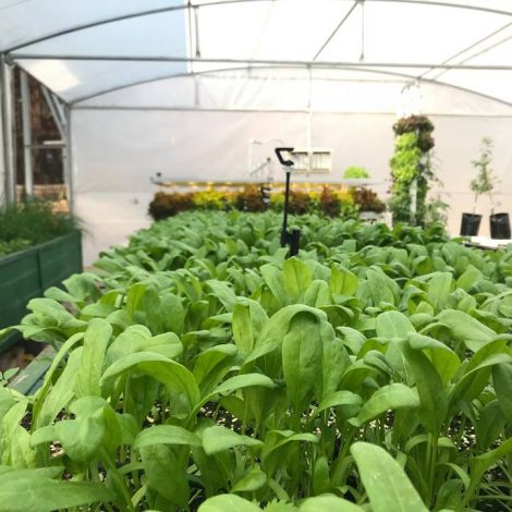 rooftop farms