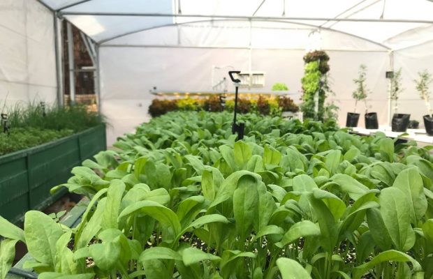 rooftop farms