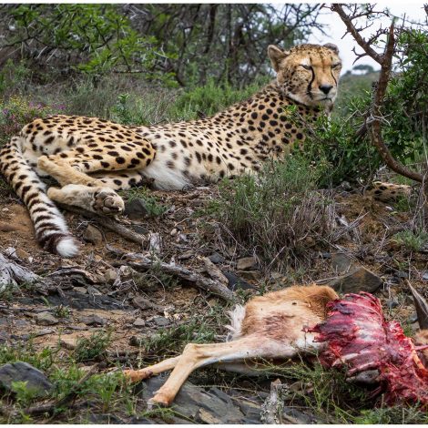 Road to recovery: Captive-born Cheetah makes her first kill as a free animal