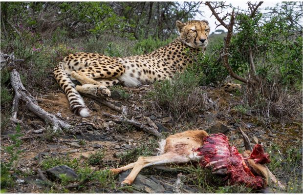 Road to recovery: Captive-born Cheetah makes her first kill as a free animal