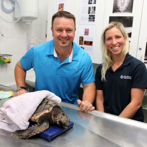 The Turtle rescue, rehabilitation and release at the Two Oceans Aquarium