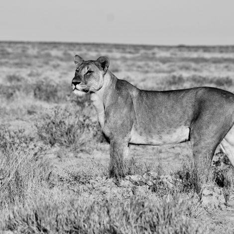 War Lions rescued from Syria & France find friendship in South Africa.