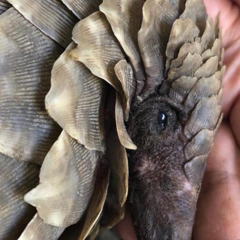pangolin