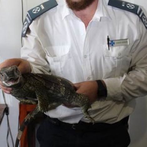 Lizard