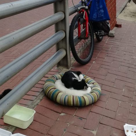 Car Guard uses tips to look after street cats along the beachfront