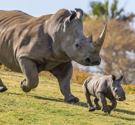 FREE 3 month digital access to National Geographic Kids!