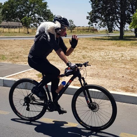cycling dog