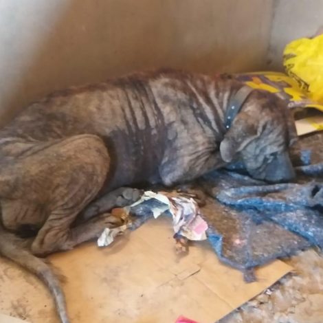 In Pics: From street dog on the brink of death to finding his forever home!