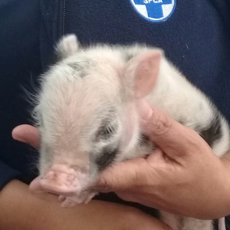 piglet