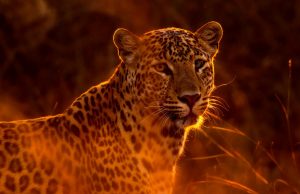Singita Champions Leopard Conservation In Partnership With Panthera