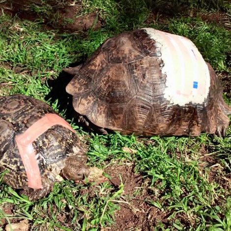 Tortoises